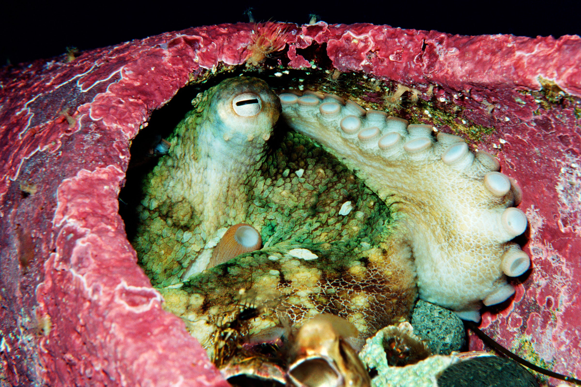 How Octopuses Use Their Suction Cups to Taste Through Touch ElétíỌfe