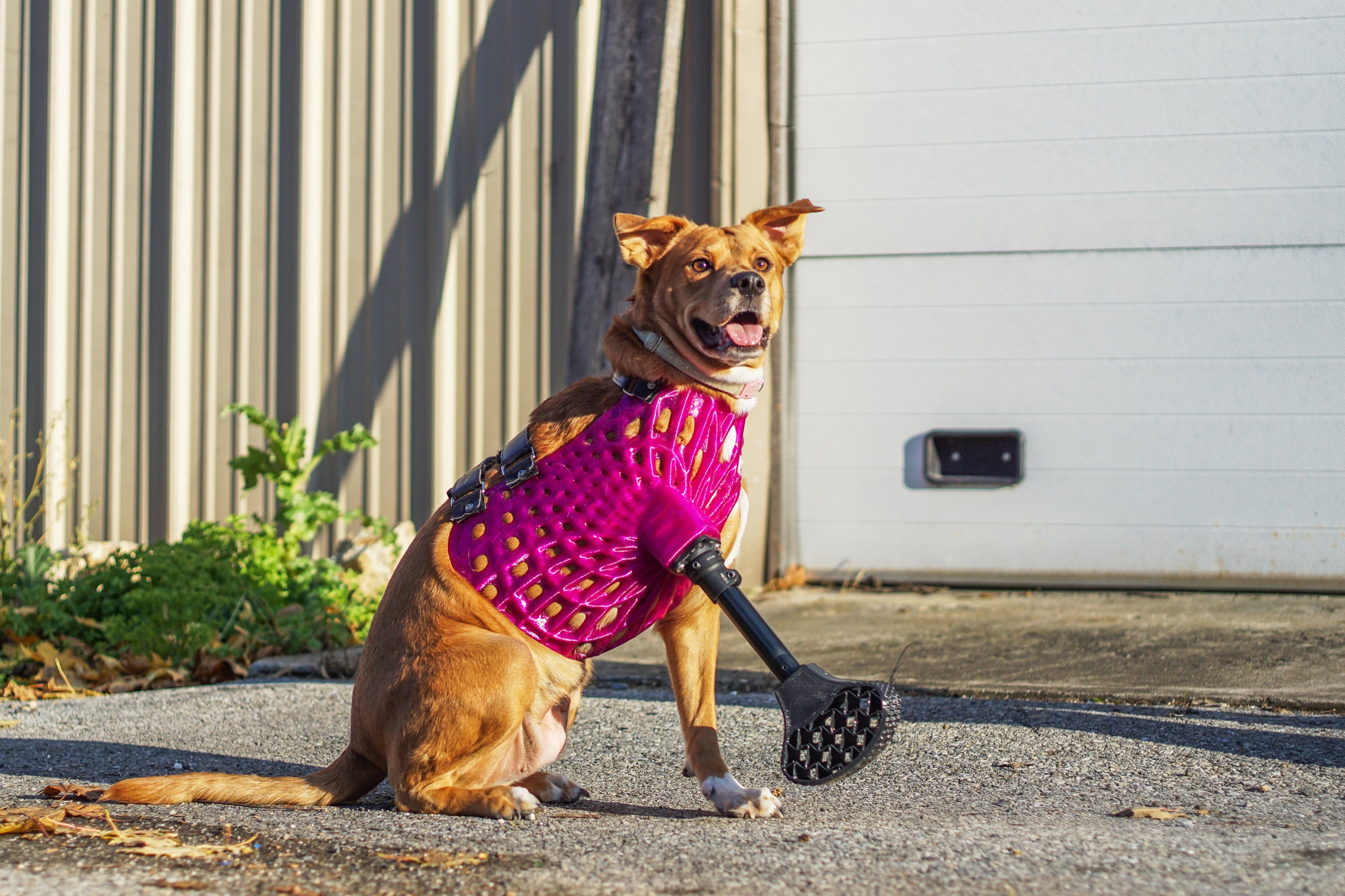 Pet Prosthetics Get a Boost From 3D Printing | ElétíỌfe